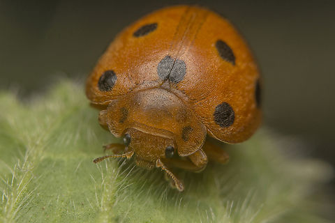 Henosepilachna argus Henosepilachna argus, female. Henosepilachna argus,arthropoda,beetle,biodiversity,coccinellidae,coleoptera,insecta,insects,polyphaga,spring