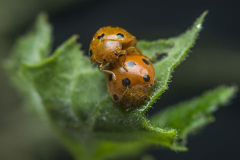 Henosepilachna argus Henosepilachna argus Henosepilachna argus,arthropoda,beetle,biodiversity,coccinellidae,coleoptera,insecta,insects,polyphaga,spring