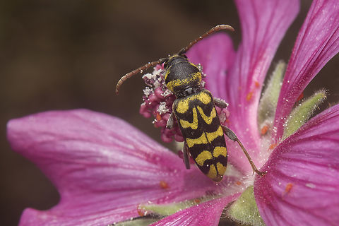Plagionotus andreui Plagionotus andreui Long Horn Beetle,Plagionotus andreui,beetle,biodiversity,cerambycidae,cerambycinae,clytini,coleoptera,polyphaga,spring