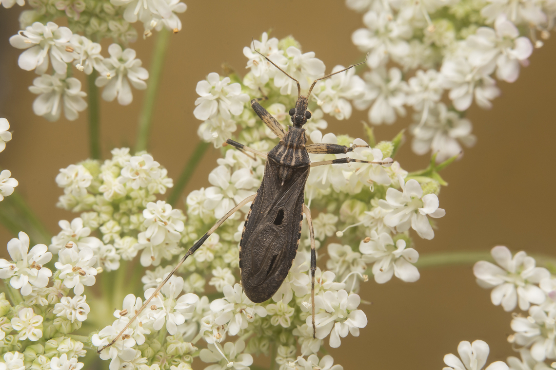 Oncocephalus pilicornis Oncocephalus pilicornis Assassin bug,Biodiversity,Bug,Cimicomorpha,Hemiptera,Oncocephalus pilicornis,Reduviidae,Reduvioidea,Stenopodainae,heteroptera,spring