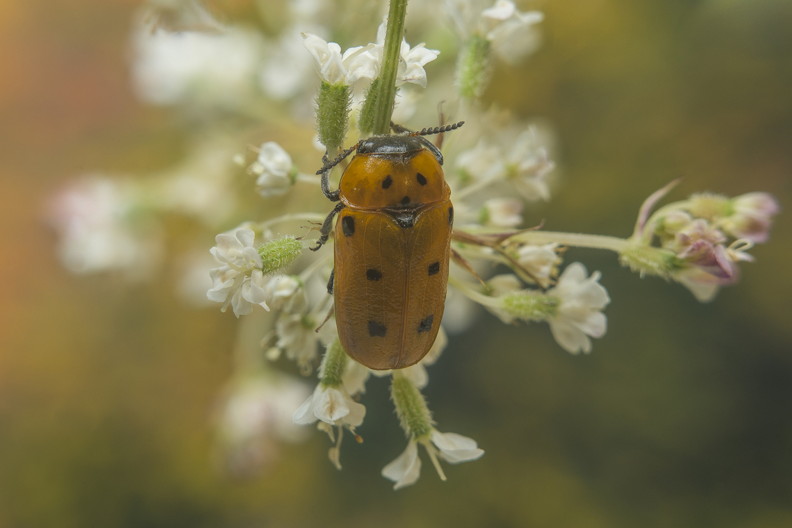 Tituboea sexmaculata Tituboea sexmaculata.<br />
Female Clytrini,Insects,Tituboea sexmaculata,arthropoda,beetle,biodiversity,chrysomelidae,chrysomeloidea,coleoptera,entomology,insecta,invertebrate,polyphaga,spring