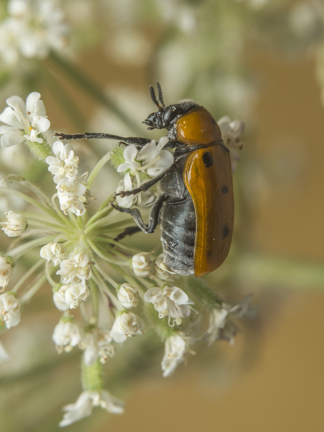 Tituboea sexmaculata Tituboea sexmaculata, <br />
female. <br />
<br />
Dorsal view, here:<br />
<figure class="photo"><a href="https://www.jungledragon.com/image/149840/tituboea_sexmaculata.html" title="Tituboea sexmaculata"><img src="https://s3.amazonaws.com/media.jungledragon.com/images/2527/149840_thumb.jpg?AWSAccessKeyId=05GMT0V3GWVNE7GGM1R2&Expires=1770854410&Signature=PKQJDs4uglb1nF6TxQEQj2tz3jo%3D" width="200" height="134" alt="Tituboea sexmaculata Tituboea sexmaculata.<br />
Female Clytrini,Insects,Tituboea sexmaculata,arthropoda,beetle,biodiversity,chrysomelidae,chrysomeloidea,coleoptera,entomology,insecta,invertebrate,polyphaga,spring" /></a></figure> Clytrini,Insects,Tituboea sexmaculata,arthropoda,beetle,biodiversity,chrysomelidae,chrysomeloidea,coleoptera,entomology,insecta,invertebrate,polyphaga,spring