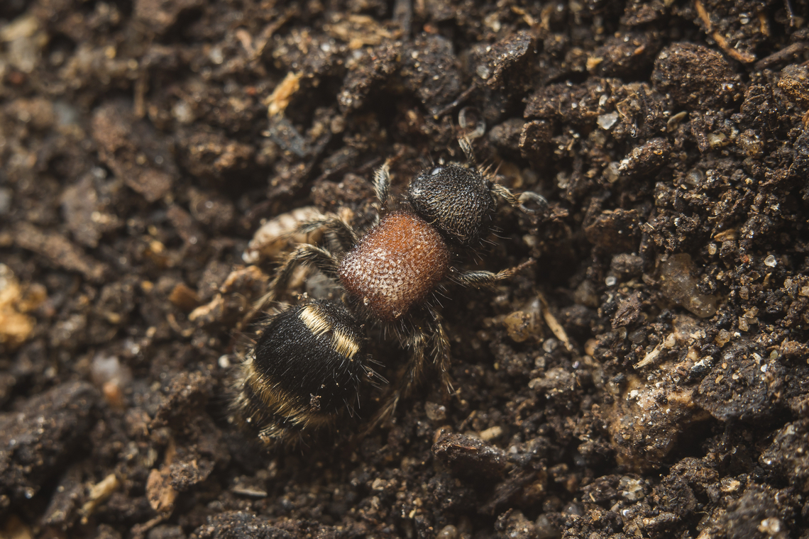 Tropidotilla litoralis Tropidotilla litoralis Mutillidae,Tropidotilla litoralis,aculeata,apocrita,biodiversity,hymenoptera,spring,vespoidea,wasp
