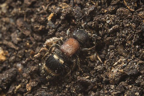 Tropidotilla litoralis Tropidotilla litoralis Mutillidae,Tropidotilla litoralis,aculeata,apocrita,biodiversity,hymenoptera,spring,vespoidea,wasp