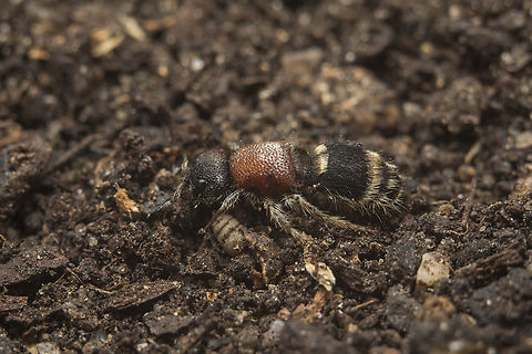 Tropidotilla litoralis