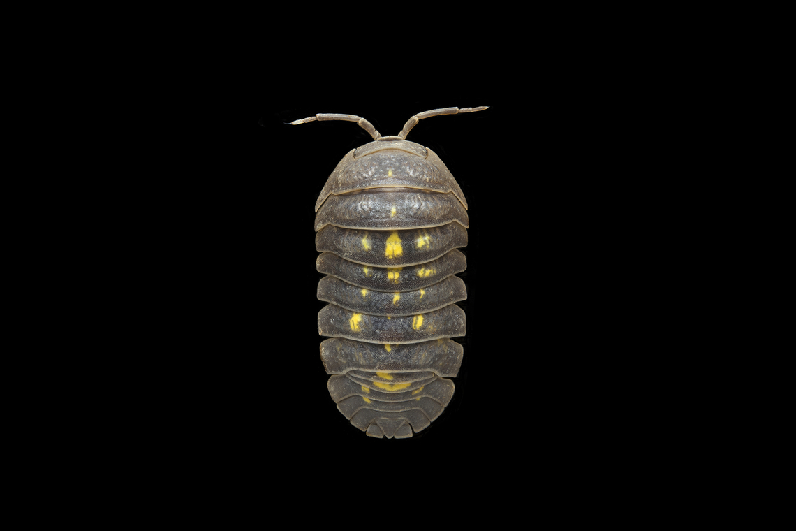 Armadillidium granulatum Armadillidium granulatum Armadillidium granulatum