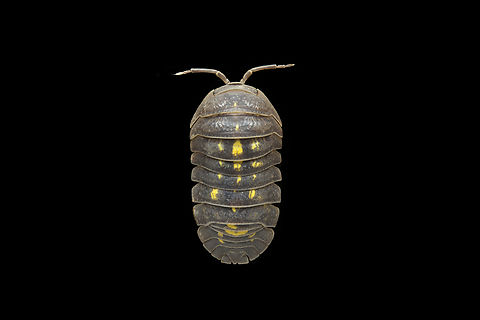Armadillidium granulatum