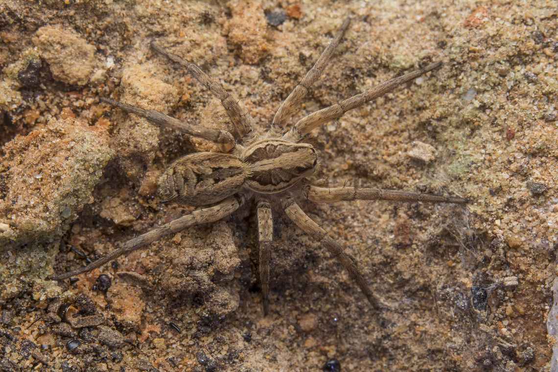 Hogna radiata Hogna radiata.<br />
exoskeleton, here:<br />
<figure class="photo"><a href="https://www.jungledragon.com/image/149960/hogna_radiata.html" title="Hogna radiata"><img src="https://s3.amazonaws.com/media.jungledragon.com/images/2527/149960_thumb.jpg?AWSAccessKeyId=05GMT0V3GWVNE7GGM1R2&Expires=1767225610&Signature=gX58d8S%2BmSbmiihNMhXXlXcM8wo%3D" width="200" height="134" alt="Hogna radiata Hogna radiata,<br />
exoskeleton. Hogna radiata" /></a></figure> Hogna radiata