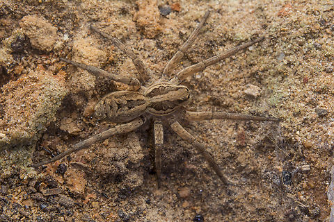 Hogna radiata Hogna radiata.
exoskeleton, here:
https://www.jungledragon.com/image/149960/hogna_radiata.html Hogna radiata