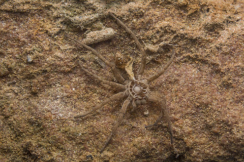 Hogna radiata Hogna radiata,
exoskeleton. Hogna radiata