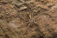 Hogna radiata Hogna radiata,<br />
exoskeleton. Hogna radiata