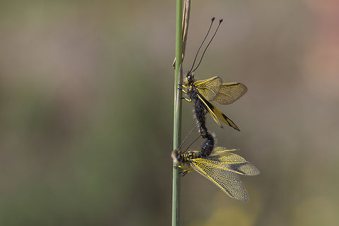 Libelloides longicornis Libelloides longicornis Ascalaphidae,Ascalaphinae,Libelloides longicornis,biodiversity,insecta,neuroptera,spring