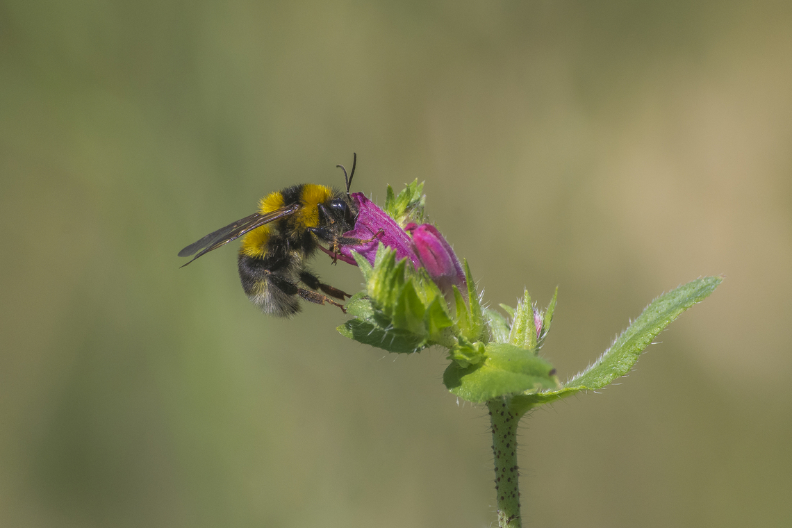 Bombus ruderatus Bombus ruderatus Bombus ruderatus,Echium rosulatum,apidae,apoidea,arthropoda,biodiversity,bumblebee,hymenoptera,insecta,pollination,pollinators,spring,wildlife