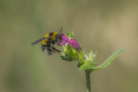 Bombus ruderatus Bombus ruderatus Bombus ruderatus,Echium rosulatum,apidae,apoidea,arthropoda,biodiversity,bumblebee,hymenoptera,insecta,pollination,pollinators,spring,wildlife