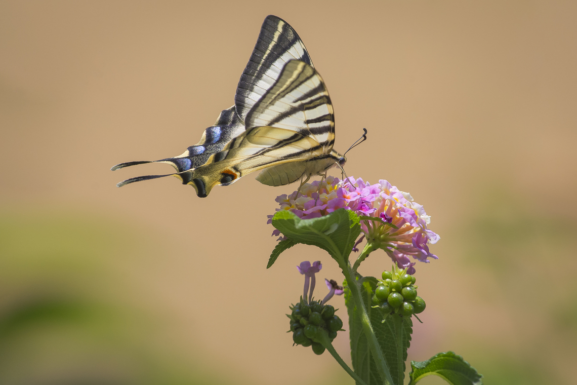 Iphiclides feisthamelii as the summer begins, a beautiful female Iphiclides feisthamelii, passes by for a quick snack in my backyard  Iphiclides feisthamelii,arthropoda,biodiversity,insects,lepidoptera,papilionidae,papilionoidea,rhopalocera,summer