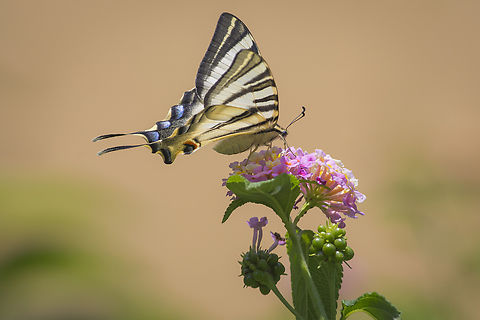 Iphiclides feisthamelii as the summer begins, a beautiful female Iphiclides feisthamelii, passes by for a quick snack in my backyard  Iphiclides feisthamelii,arthropoda,biodiversity,insects,lepidoptera,papilionidae,papilionoidea,rhopalocera,summer
