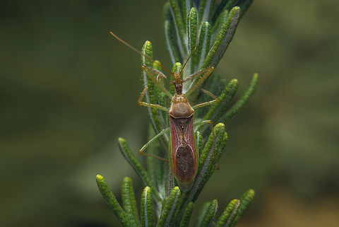 Zelus renardii Zelus renardii Leafhopper Assassin Bug,Zelus renardii,biodiversity,bugs,exotic animals,harpactorini_hemiptera,heteroptera,summer