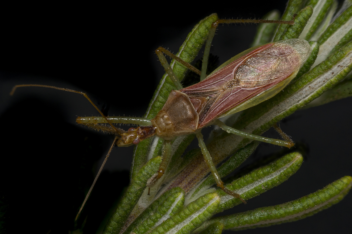 Zelus renardii Zelus renardii Leafhopper Assassin Bug,Zelus renardii,biodiversity,bugs,exotic animals,harpactorini_hemiptera,heteroptera,summer