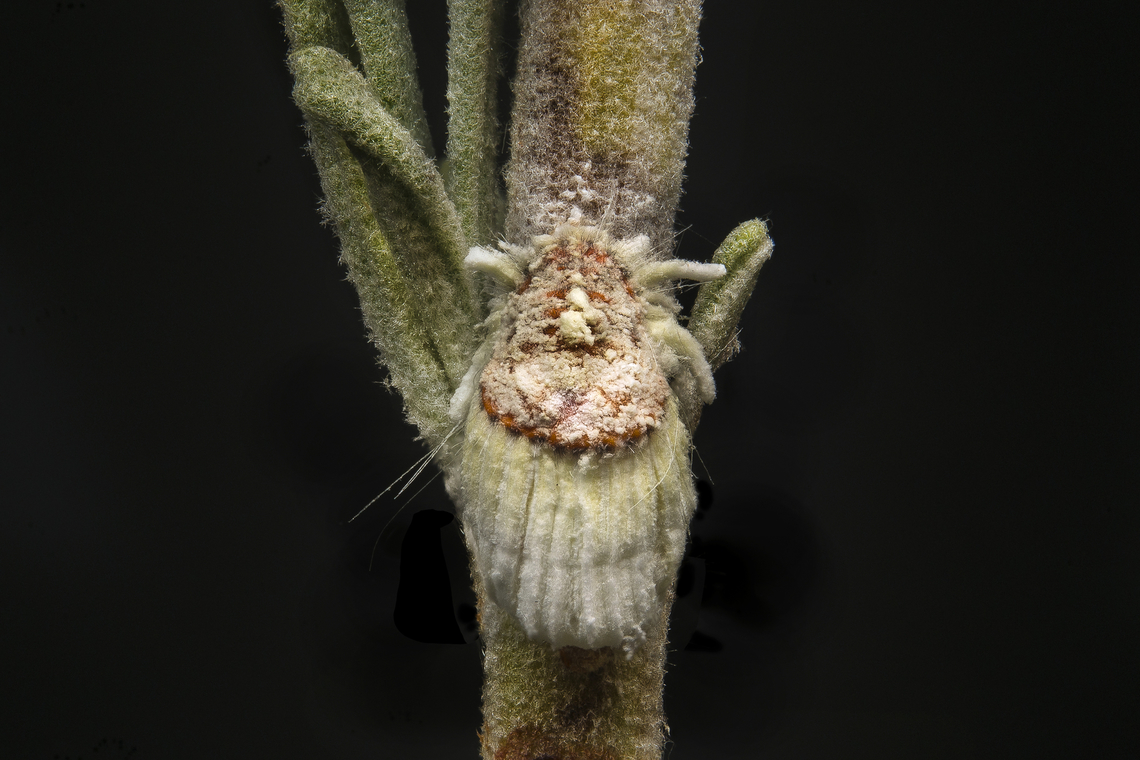 Icerya purchasi Icerya purchasi Focus Stack,Icerya purchasi,Sternorrhyncha,arthropoda,biodiversity,coccoidea,hemiptera,insecta,insects,mealybug,summer