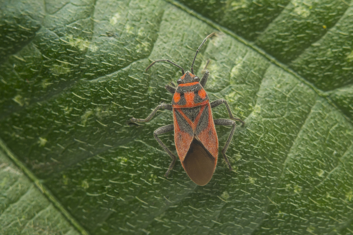 Graptostethus servus Graptostethus servus Graptostethus servus,autumn,biodiversity,bus,hemiptera,heteroptera,lygaeidae,lygaeinae,lygaeoidea