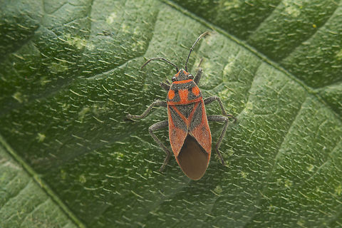 Graptostethus servus Graptostethus servus Graptostethus servus,autumn,biodiversity,bus,hemiptera,heteroptera,lygaeidae,lygaeinae,lygaeoidea