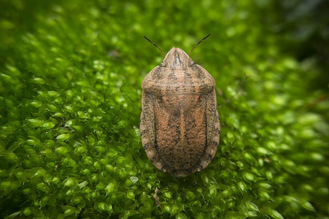 Eurygaster austriaca Eurygaster austriaca Eurygaster austriaca,Eurygastrinae,Focus Stacking,autumn,biodiversity,bug,bugs,hemiptera,heteroptera,pentatomoidea,scutelleridae