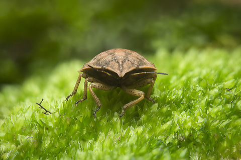 Eurygaster austriaca Eurygaster austriaca Eurygaster austriaca,Eurygastrinae,Focus Stacking,autumn,biodiversity,bug,bugs,hemiptera,heteroptera,pentatomoidea,scutelleridae