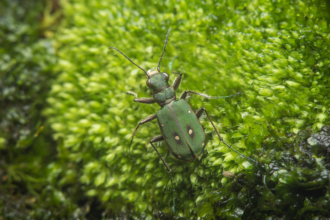 Cicindela campestris Cicindela campestris Cicindela campestris,Cicindelinae,Green Tiger Beetle,Tiger Beetle,adephaga,autumn,beetle,biodiversity,carabidae,caraboidea,coleoptera