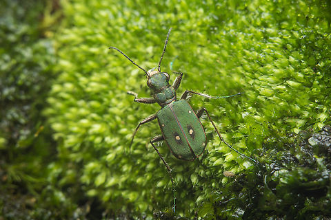Cicindela campestris Cicindela campestris Cicindela campestris,Cicindelinae,Green Tiger Beetle,Tiger Beetle,adephaga,autumn,beetle,biodiversity,carabidae,caraboidea,coleoptera