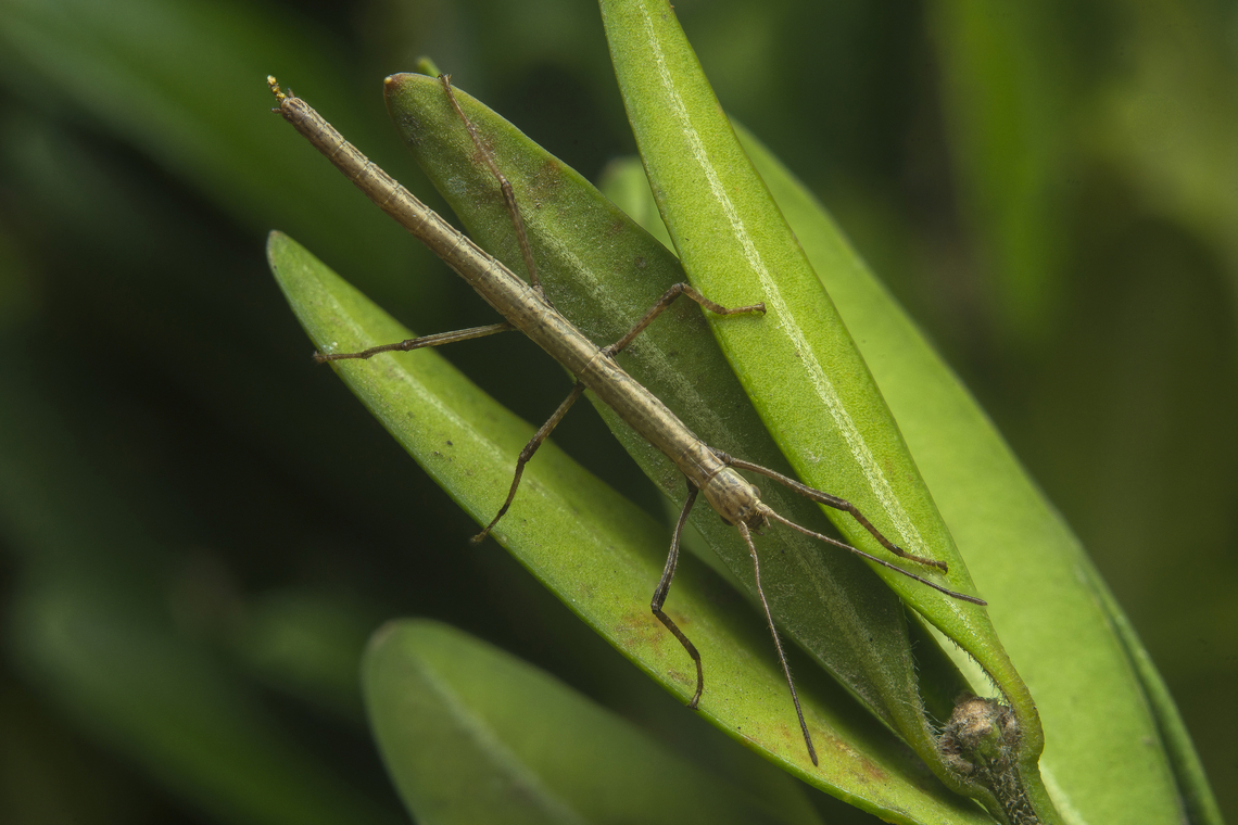 Carausius morosus Carausius morosus, early stage nymph. Carausius morosus,Stick insect,biodiversity,insect,phasmida