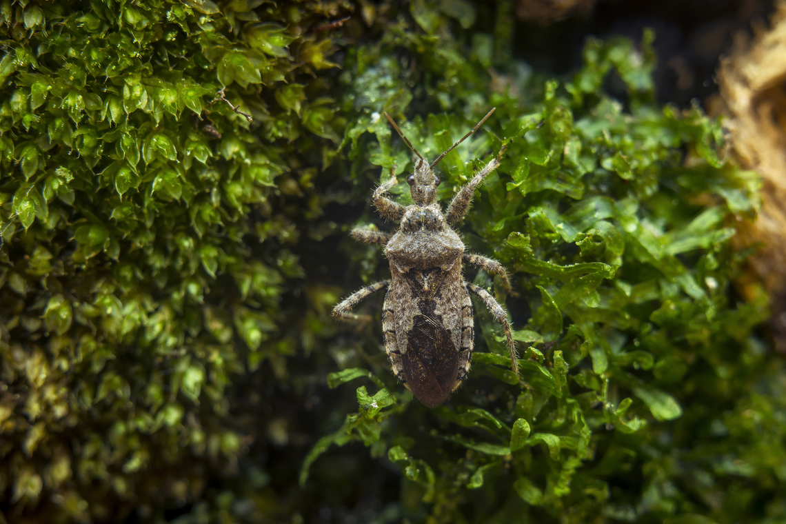 Coranus griseus Coranus griseus, a female. Coranus griseus,assassin bug,autumn,biodiversity,bugs,harpactorinae,hemiptera,heteroptera,insecta,insects,reduviidae