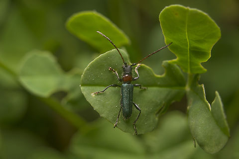 Certallum ebulinum Certallum ebulinum Animalia,Arthropoda,Cerambycidae,Cerambycinae,Certallini,Certallum ebulinum,Chrysomeloidea,Coleoptera,Cucujiformia,Insecta,Polyphaga