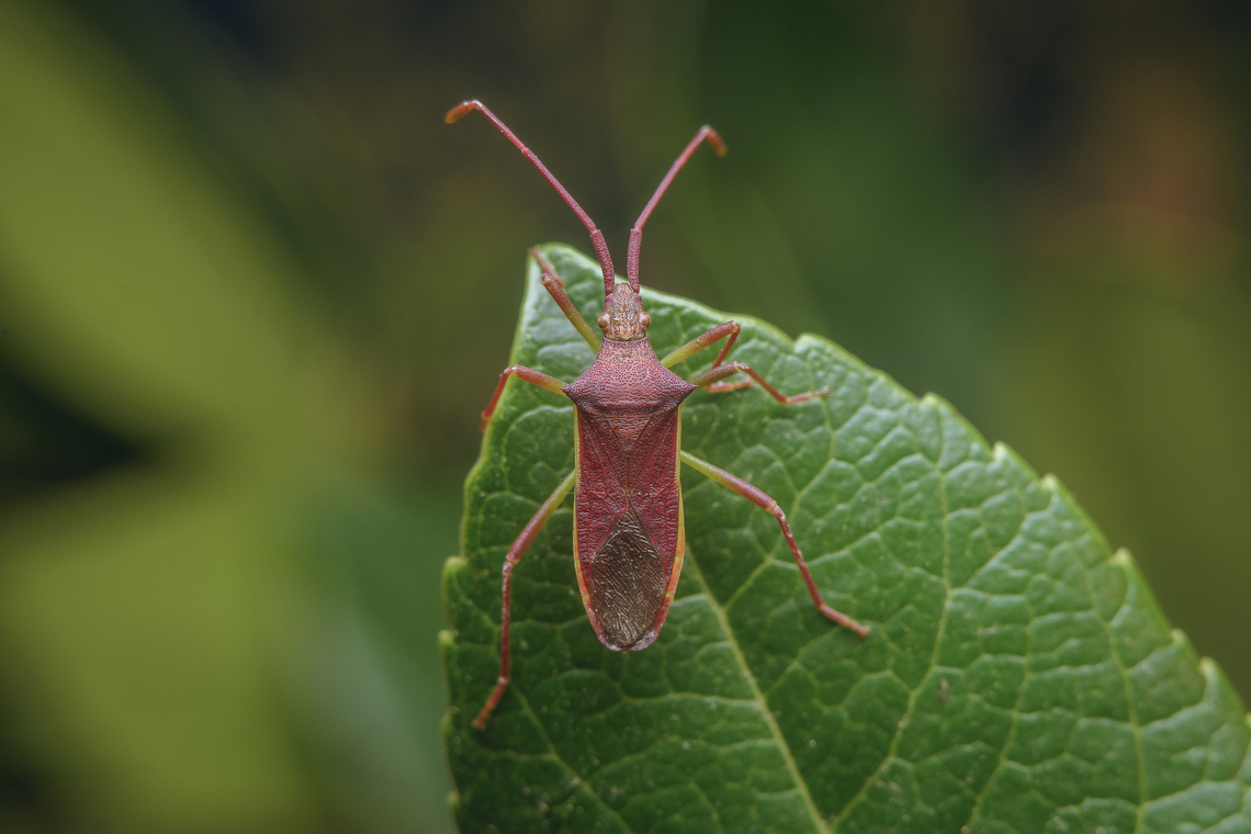 Gonocerus insidiator Gonocerus insidiator Gonocerini,Gonocerus insidiator,arthropoda,biodiversity,coreidae,coreinae,hemiptera,insects,summer