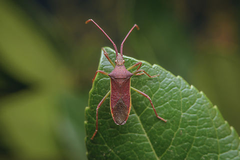 Gonocerus insidiator Gonocerus insidiator Gonocerini,Gonocerus insidiator,arthropoda,biodiversity,coreidae,coreinae,hemiptera,insects,summer
