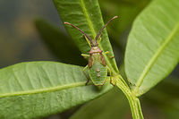 Plinachtus imitator Plinachtus imitator,<br />
nymph stage V.<br />
<br />
Adult here: https://www.jungledragon.com/image/162884/plinachtus_imitator.html Plinachtus imitator,arthropoda,biodiversity,coreidae,coreinae,gonocerini,insecta,insects,summer
