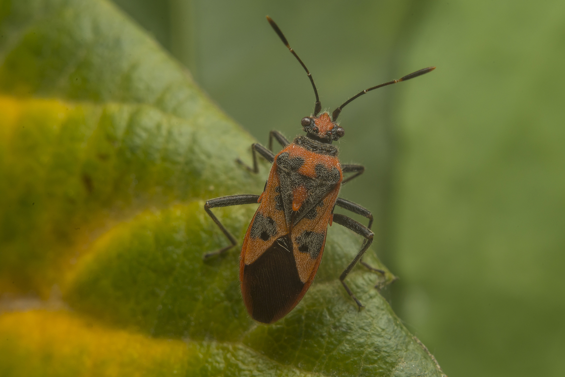 Corizus hyoscyami Corizus hyoscyami Corizus hyoscyami,Red and black squash bug,Summer Tanager,arthropoda,biodiversity,coreoidea,hemiptera,heteroptera,insecta,insects,rhopalidae