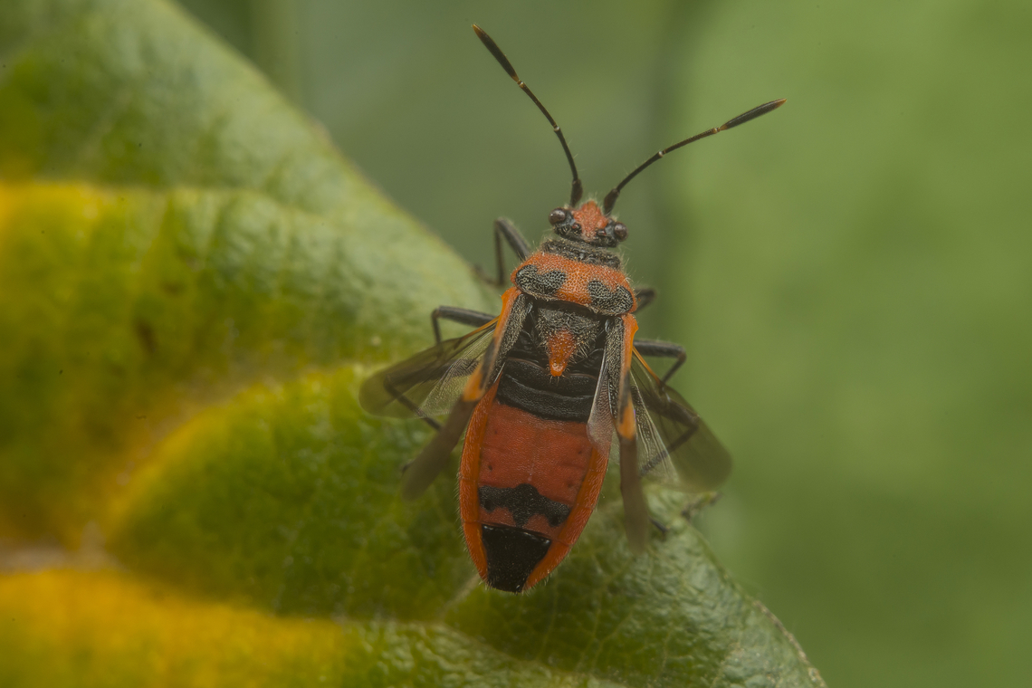 Corizus hyoscyami Corizus hyoscyami Corizus hyoscyami,Red and black squash bug,arthropoda,biodiversity,coreoidea,hemiptera,heteroptera,insecta,insects,rhopalidae,summer