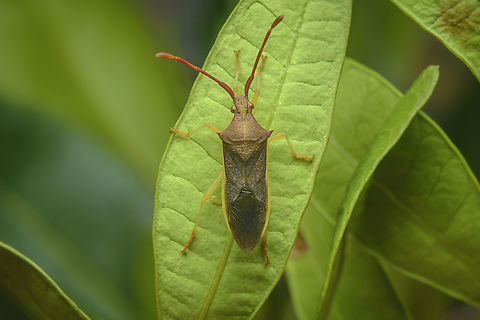 Plinachtus imitator Plinachtus imitator, adult

Nymph here: https://www.jungledragon.com/image/162848/plinachtus_imitator.html Coreoidea,Gonocerini,Plinachtus imitator,biodiversity,bugs,coreidae,coreinae,hemiptera,heteroptera,summer