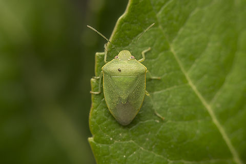 Acrosternum millierei Acrosternum millierei, parasitized by Tachinidae (Phasiinae) flies.

The genus Acrosternum in Portugal
https://www.researchgate.net/publication/342232906 Acrosternum millierei,arthropoda,biodiversity,hemiptera,heteroptera,insecta,insects,pentatomidae,pentatominae,pentatomini,spring