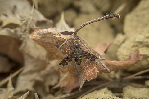 Exoprosopa jacchus Exoprosopa jacchus Anthracinae,Asiloidea,Bombyliidae,Exoprosopa jacchus,Exoprosopini,Insecta,Orthorrhapha,autumn,biodiveristy,insects