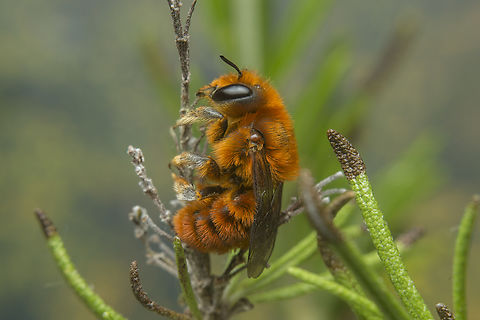 Osmia ferruginea Osmia ferruginea Aculeata,Anthophila,Apocrita,Apoidea,Bees,Leafcutter,Megachilidae,Megachilinae,Osmia ferruginea,Osmiini,Pyrosmia