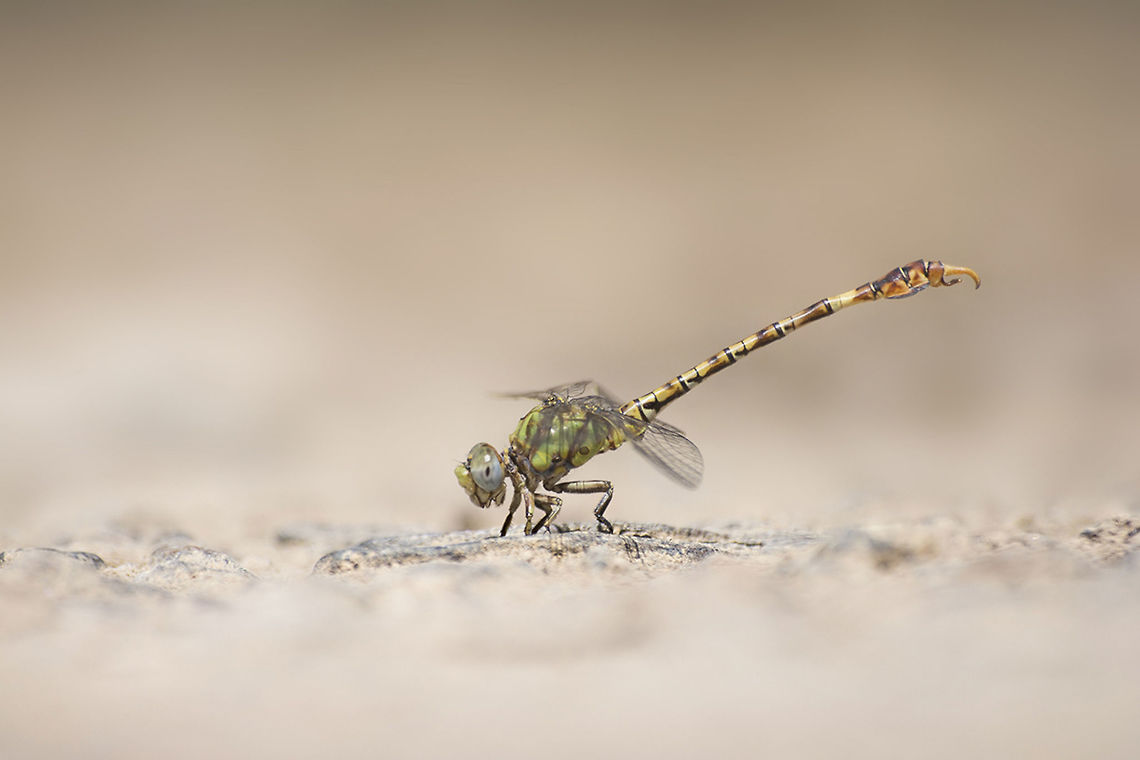 Paragomphus genei Paragomphus genei, adult male.<br />
<figure class="photo"><a href="https://www.jungledragon.com/image/33259/paragomphus_genei.html" title="Paragomphus genei"><img src="https://s3.amazonaws.com/media.jungledragon.com/images/2527/33259_thumb.jpg?AWSAccessKeyId=05GMT0V3GWVNE7GGM1R2&Expires=1767225610&Signature=w5LygppQpdxU70C0Qhxs8T%2FnPb4%3D" width="200" height="134" alt="Paragomphus genei Paragomphus genei, adult male on patrol. One of the most difficult odonata i&#039;ve fond to get a clear shot while in flight. The location was not so good for this approach, and to get more difficult this specimen while on patrol is extremely fast, changing directions, and straight forward like a bullet. Even when it seems possible to understand its behavior and anticipate the moment something goes wrong and the dragonfly gets the best of it. Nearly 3 months of observation of this specimen, and this was the best i get. Yours to appreciate* Anisoptera,Biodiversity,Dragonfly,Gomphidae,Insecta,Odonata,Paragomphus genei,anisoptera,hook-tail dragonfly" /></a></figure> Anisoptera,Biodiversity,Dragonfly,Gomphidae,Insecta,Odonata,Paragomphus genei,anisoptera,hook-tail dragonfly