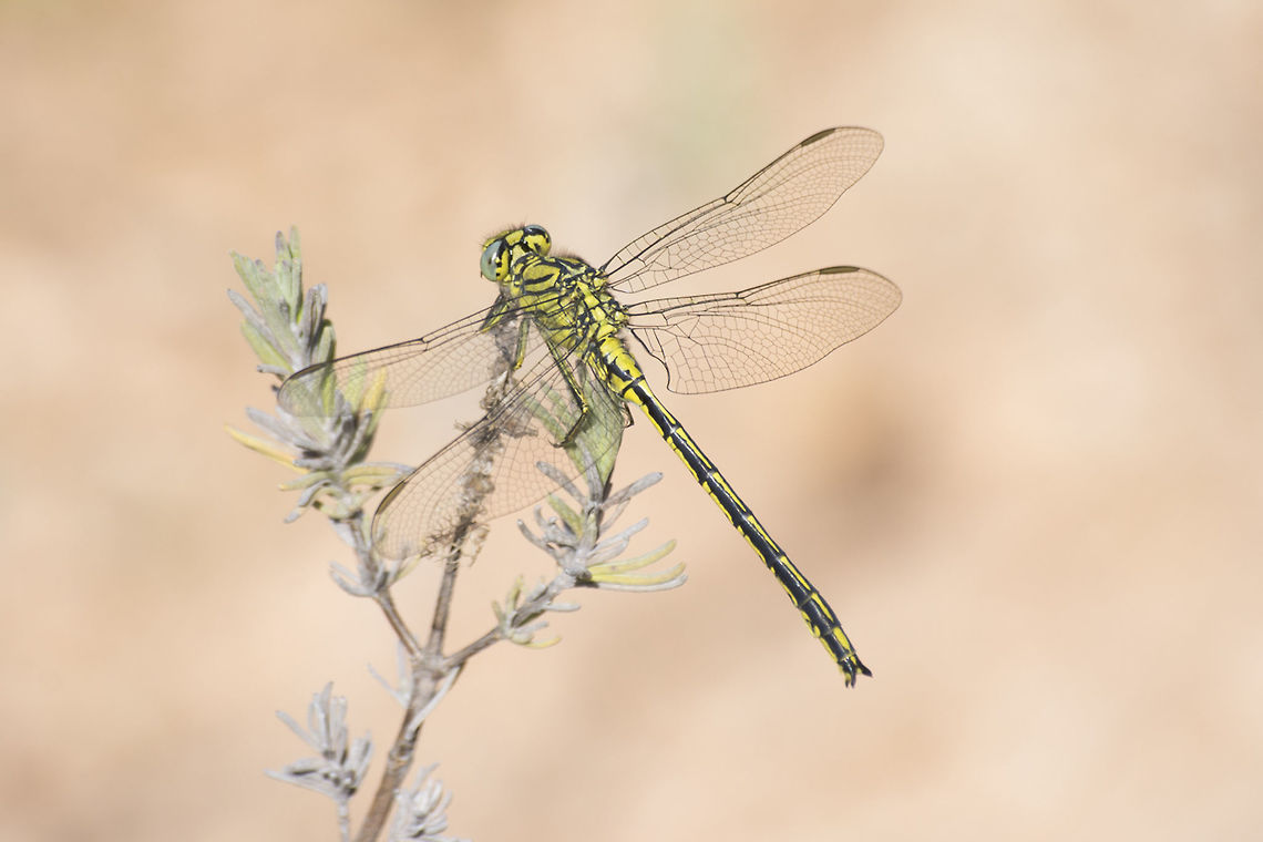 Gomphus pulchellus Male Gomphus pulchellus Animalia,Gomphidae,Gomphus pulchellus,Odonata,anisoptera,biodiversity,dragonfly,insects