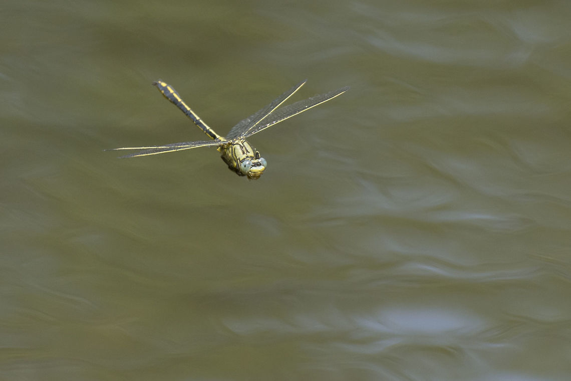 Gomphus pulchellus Gomphus pulchellus, in flight male Gomphus pulchellus,animalia,anisoptera,biodiversity,dragonfly,gomphidae,insects,odonata
