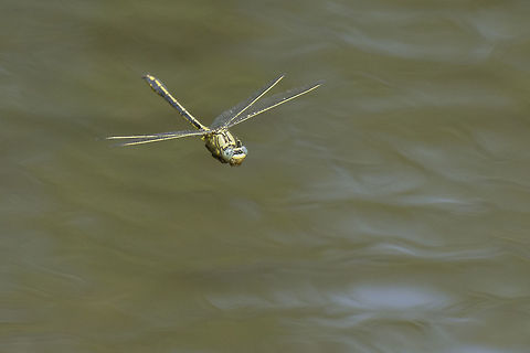 Gomphus pulchellus Gomphus pulchellus, in flight male Gomphus pulchellus,animalia,anisoptera,biodiversity,dragonfly,gomphidae,insects,odonata