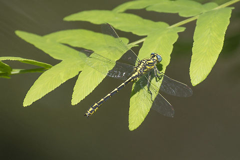 Gomphus graslinii Gomphus graslinii, male. Anisoptera,Biodiversity,Dragonfly,Gomphidae,Gomphus graslinii,Insects,Odonata,animalia