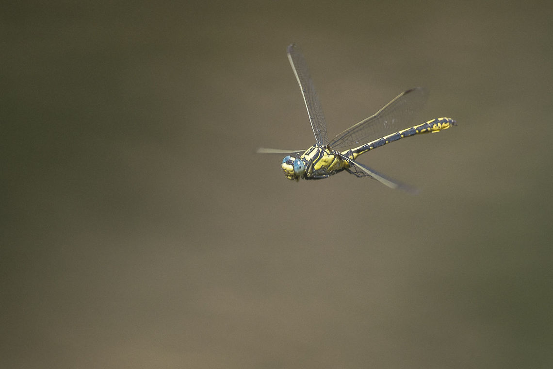 Gomphus graslinii Gomphus graslinii, male in flight Gomphus graslinii,Insects,animalia,anisoptera,biodiversity,gomphidae,gomphus graslinii,habitats directive,odonata