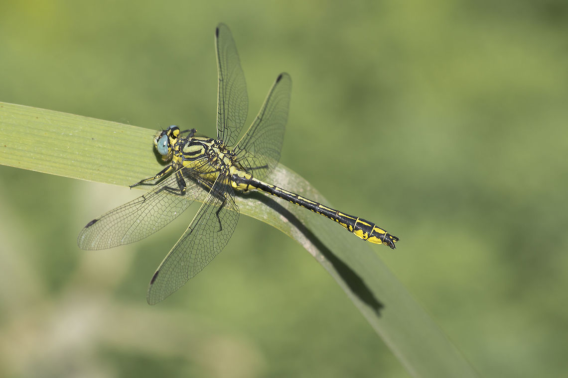 Gomphus simillimus Gomphus simillimus, adult male. Animalia,Anisoptera,Gomphidae,Gomphus simillimus,Insects,Odonata,Yellow clubtail,biodiversity