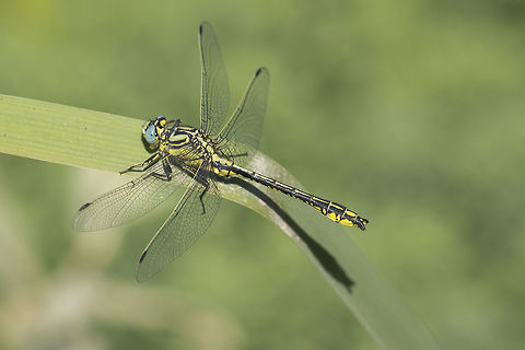 Gomphus simillimus Gomphus simillimus, adult male. Animalia,Anisoptera,Gomphidae,Gomphus simillimus,Insects,Odonata,Yellow clubtail,biodiversity