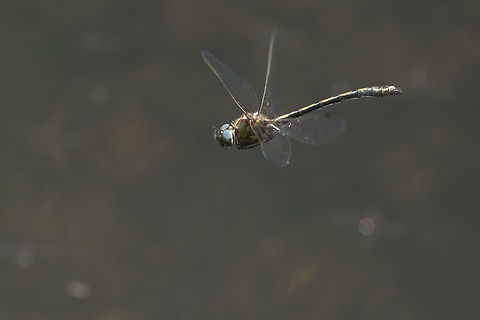 Oxygastra curtisii Oxygastra curtisii, adult male in flight. Insects,Orange-spotted emerald,Oxygastra curtisii,anisoptera,biodiversity,corduliidae,dragonfly,habitats directive